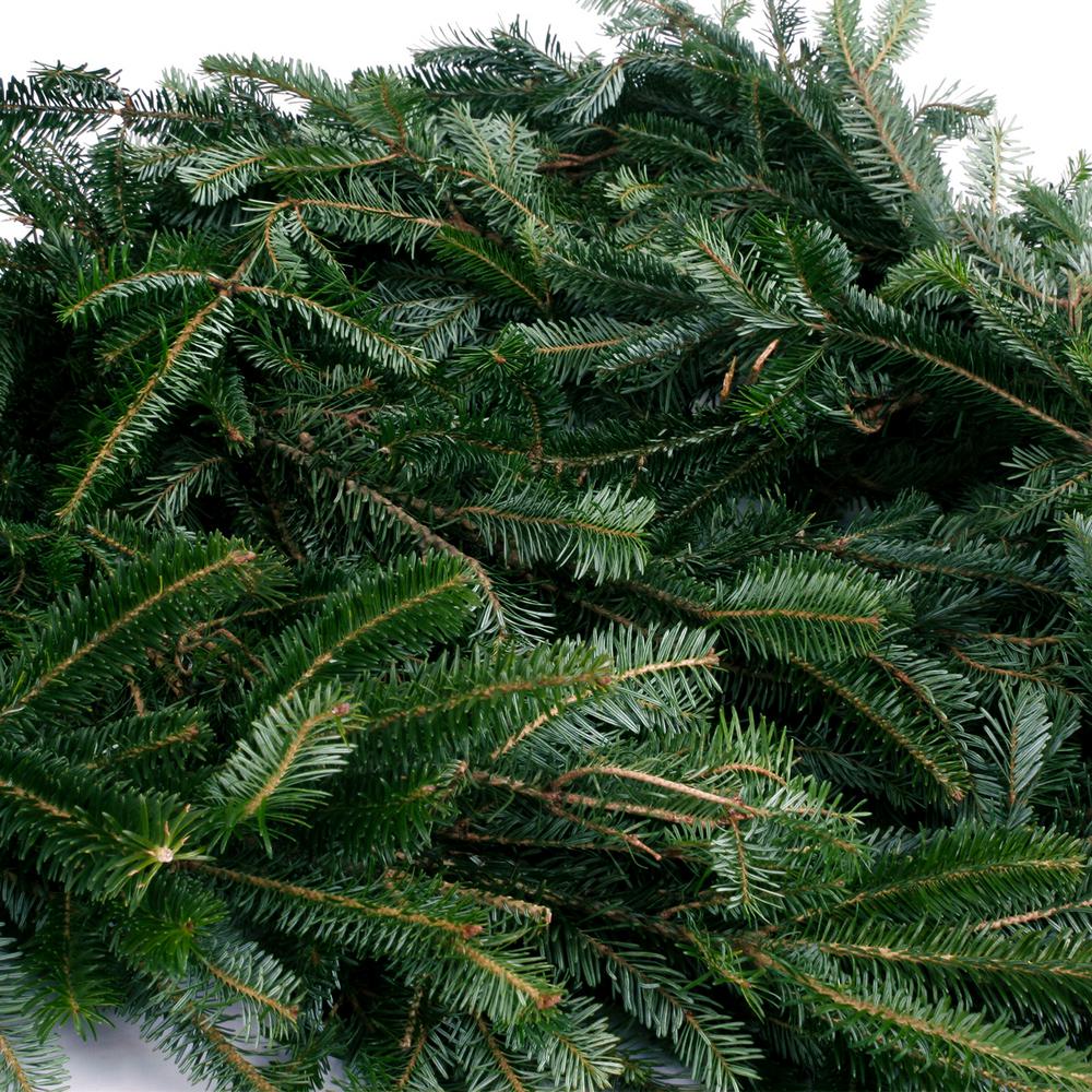 VAN ZYVERDEN 12 ft. Live Fresh Cut Blue Ridge Mountain Fraser Fir Coil Holiday Garland