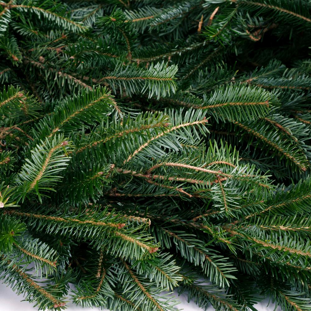 VAN ZYVERDEN 12 ft. Live Fresh Cut Blue Ridge Mountain Fraser Fir Coil Holiday Garland