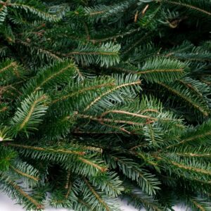VAN ZYVERDEN 25 ft. Live Fresh Cut Blue Ridge Mountain Fraser Fir Coil Holiday Garland