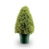 National Tree Company 3 ft. Boxwood Tree in Dark Green Round Plastic Urn