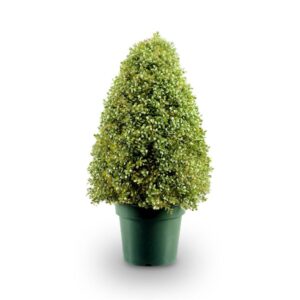 National Tree Company 3 ft. Boxwood Tree in Dark Green Round Plastic Urn