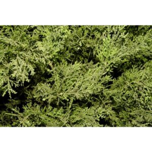 National Tree Company 20 in. Global Juniper Artificial Tree in Dark Green Round Growers Pot